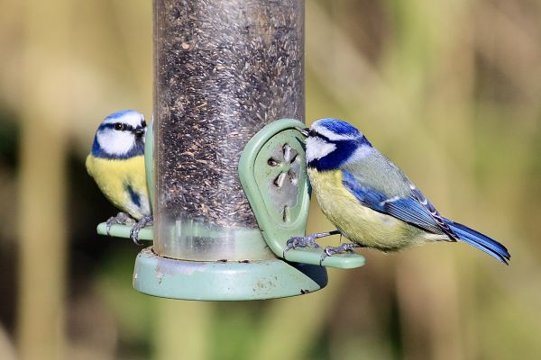 Bird Feeder Mounting Service in Ringgold